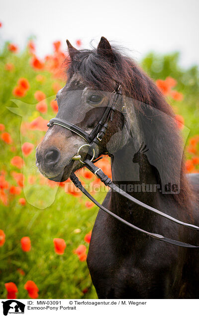Exmoor-Pony Portrait / MW-03091