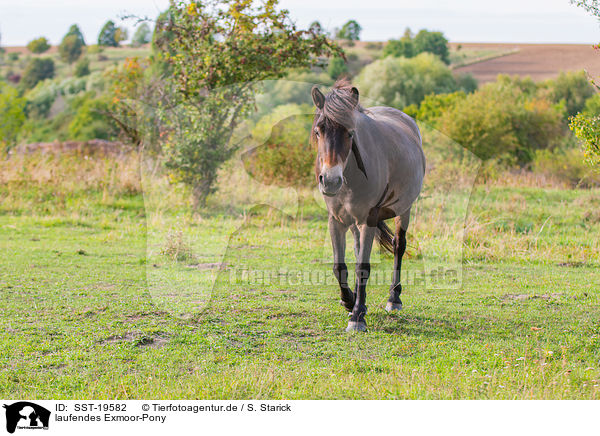 laufendes Exmoor-Pony / walking Exmoor-Pony / SST-19582