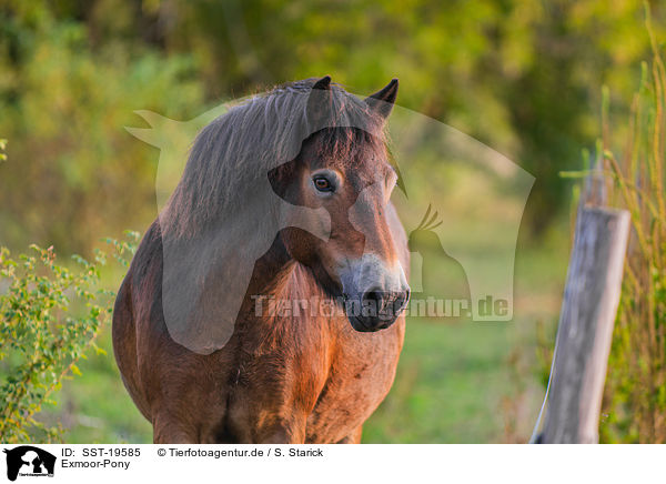 Exmoor-Pony / Exmoor-Pony / SST-19585