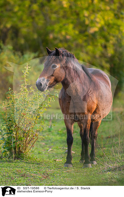 stehendes Exmoor-Pony / standing Exmoor-Pony / SST-19586