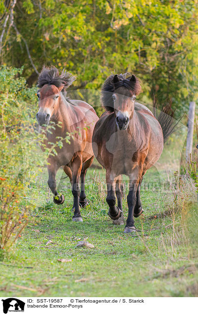 trabende Exmoor-Ponys / trotting Exmoor-Ponys / SST-19587