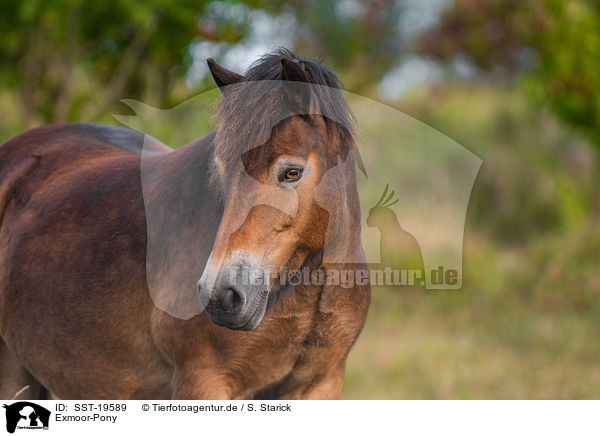 Exmoor-Pony / SST-19589