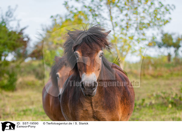 Exmoor-Pony / Exmoor-Pony / SST-19590