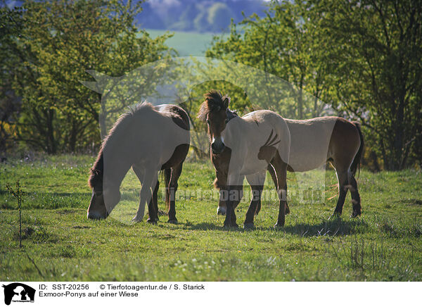 Exmoor-Ponys auf einer Wiese / Exmoor Ponys on a meadow / SST-20256