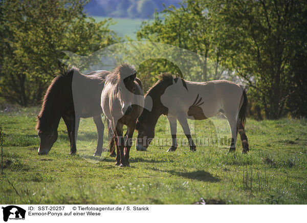 Exmoor-Ponys auf einer Wiese / SST-20257