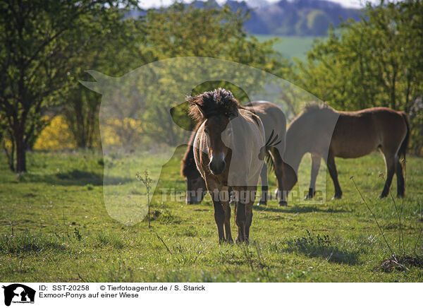 Exmoor-Ponys auf einer Wiese / SST-20258