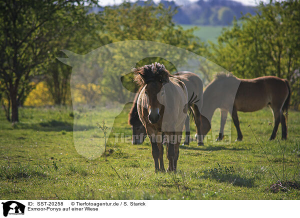 Exmoor-Ponys auf einer Wiese / Exmoor Ponys on a meadow / SST-20258