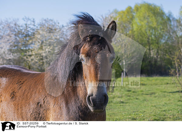 Exmoor-Pony Portrait / SST-20259