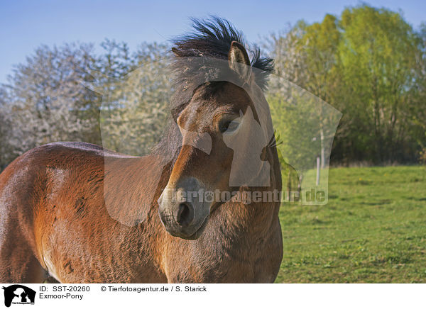 Exmoor-Pony / SST-20260