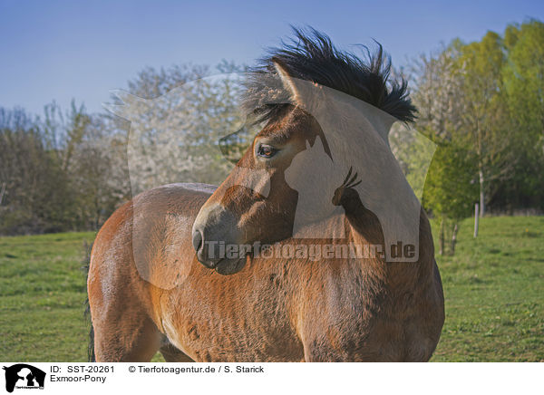 Exmoor-Pony / Exmoor Pony / SST-20261