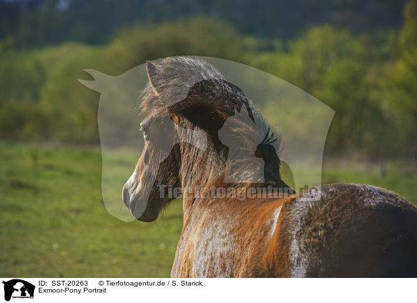 Exmoor-Pony Portrait / Exmoor Pony portrait / SST-20263