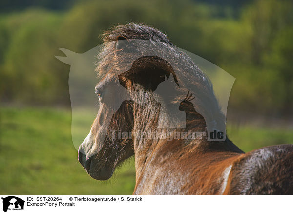 Exmoor-Pony Portrait / SST-20264