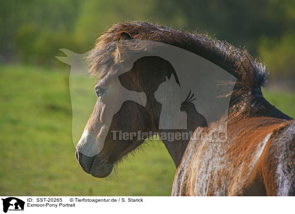 Exmoor-Pony Portrait / Exmoor Pony portrait / SST-20265