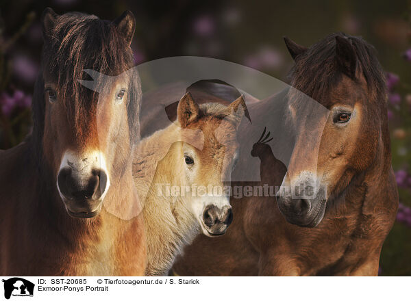 Exmoor-Ponys Portrait / SST-20685