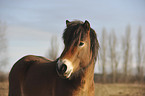 Exmoor-Pony Portrait