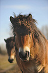 Exmoor-Pony Portrait