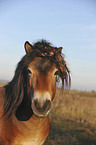 Exmoor-Pony Portrait