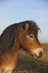 Exmoor-Pony Portrait