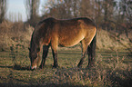 Exmoor-Pony