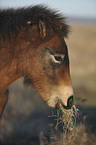 Exmoor-Pony Portrait