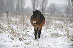 laufendes Exmoor-Pony