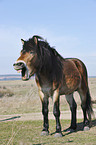 Exmoor-Pony