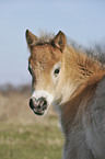 Exmoor-Pony Fohlen