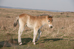 Exmoor-Pony Fohlen