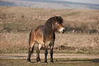 Exmoor-Pony