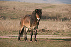 Exmoor-Pony