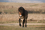 laufendes Exmoor-Pony