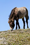 grasendes Exmoor-Pony