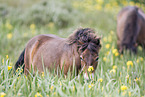 Exmoor-Ponies