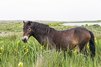 Exmoor-Pony