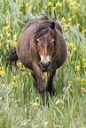 laufendes Exmoor-Pony