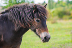 Exmoor-Pony Portrait