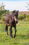 laufendes Exmoor-Pony