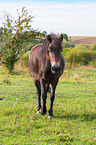 laufendes Exmoor-Pony