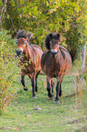 trabende Exmoor-Ponys