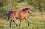 trabendes Exmoor-Pony