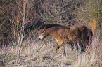 laufendes Exmoor-Pony