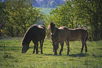 Exmoor-Ponys auf einer Wiese