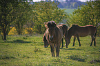 Exmoor-Ponys auf einer Wiese