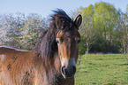 Exmoor-Pony Portrait