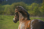 Exmoor-Pony Portrait