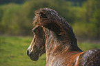 Exmoor-Pony Portrait