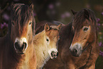 Exmoor-Ponys Portrait