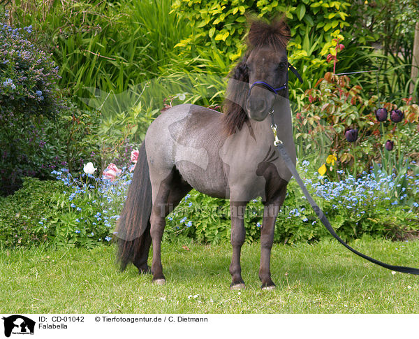 Falabella / Falabella / CD-01042
