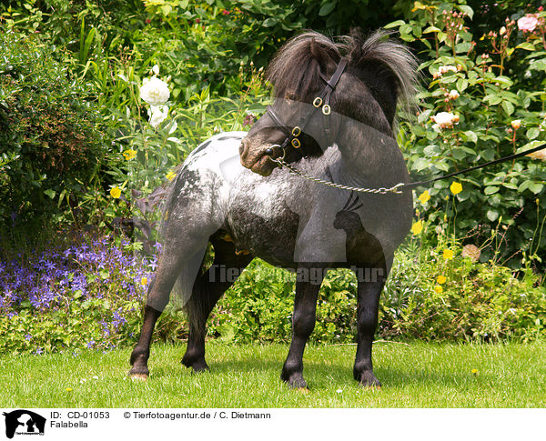 Falabella / Falabella / CD-01053