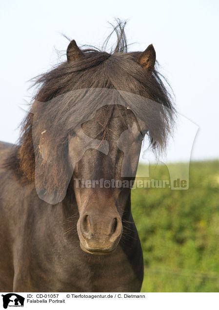 Falabella Portrait / Falabella Portrait / CD-01057